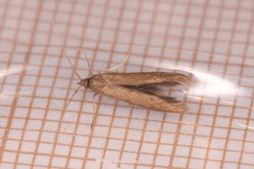 Coleophora sp.